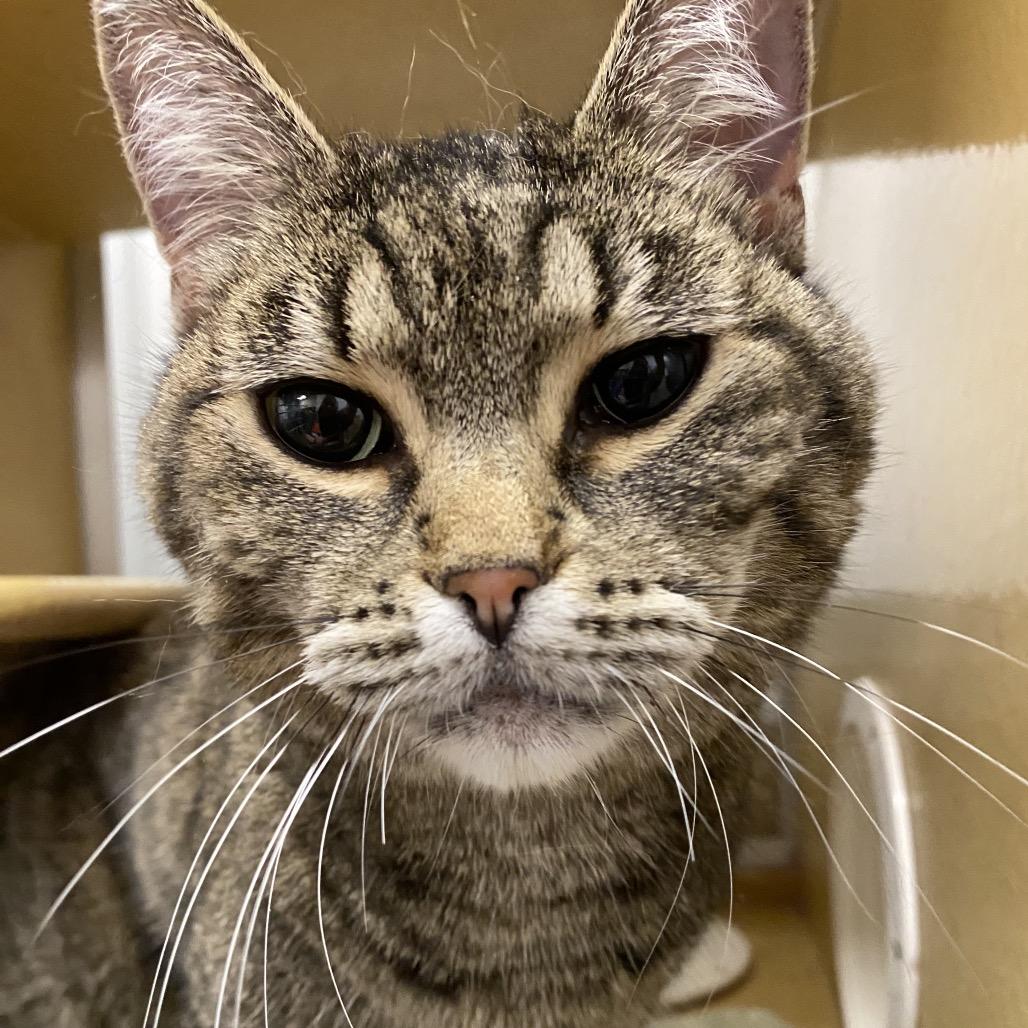 Enlarge Tasha, a Adoptable Domestic Short Hair in Spokane, WA image 6/6