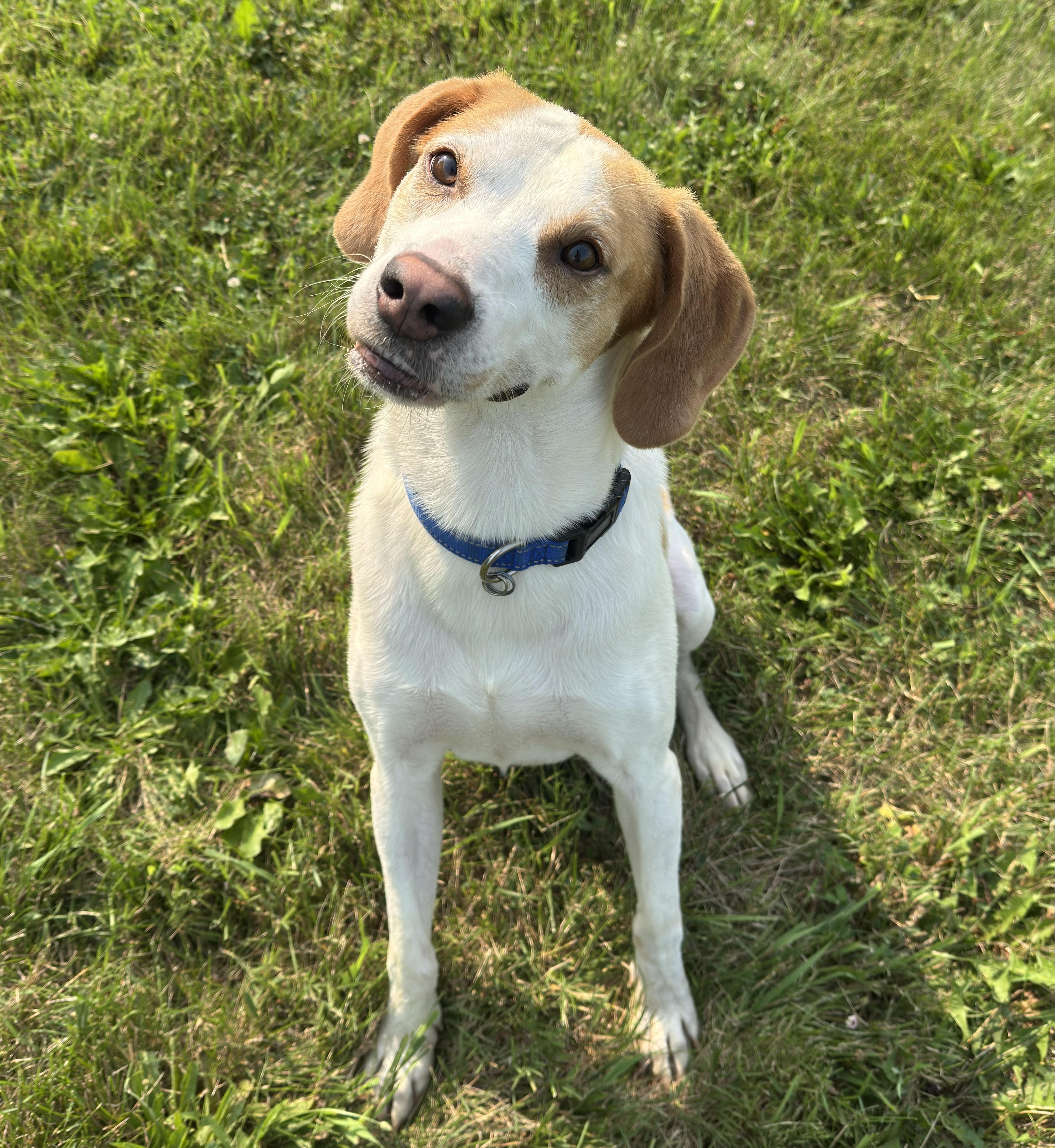 Enlarge Winston -READ DESCRIPTION-, a ADOPTABLE Treeing Walker Coonhound in Kearneysville, WV image 3/3