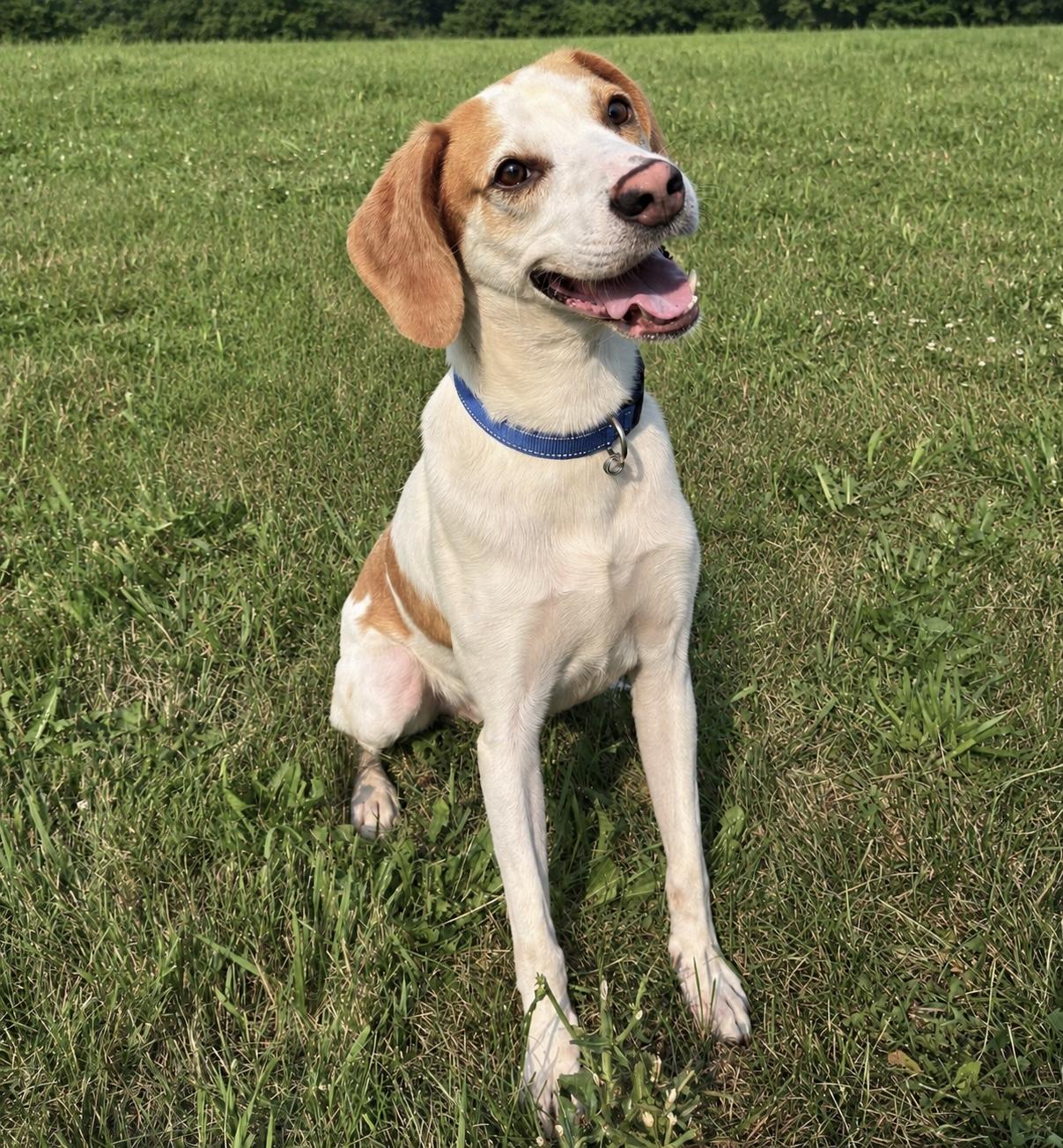 Enlarge Winston -READ DESCRIPTION-, a ADOPTABLE Treeing Walker Coonhound in Kearneysville, WV image 2/3