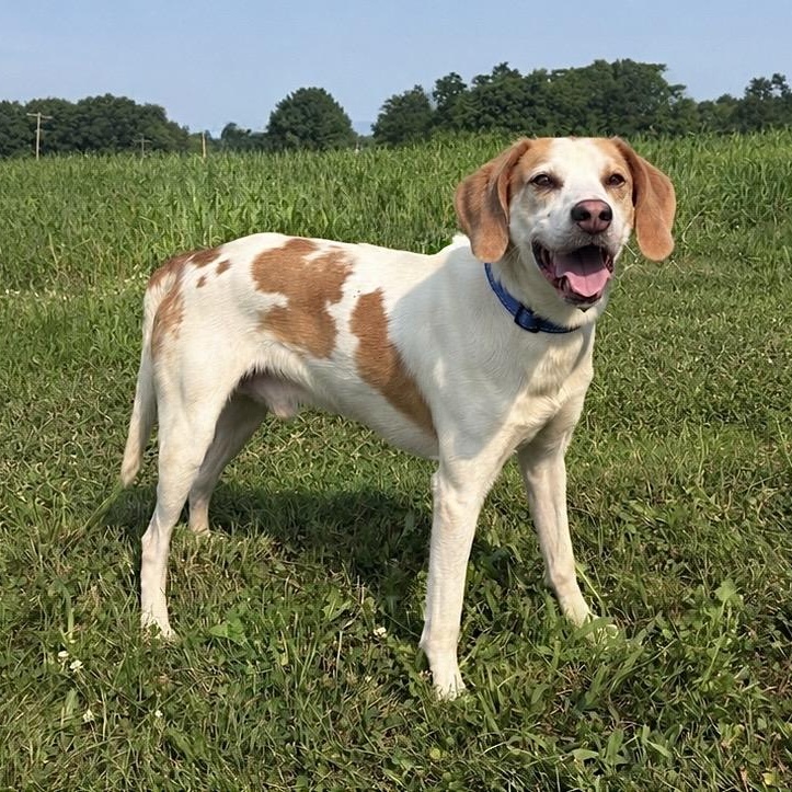 Winston -READ DESCRIPTION-, ADOPTABLE, Adult Male Treeing Walker Coonhound.