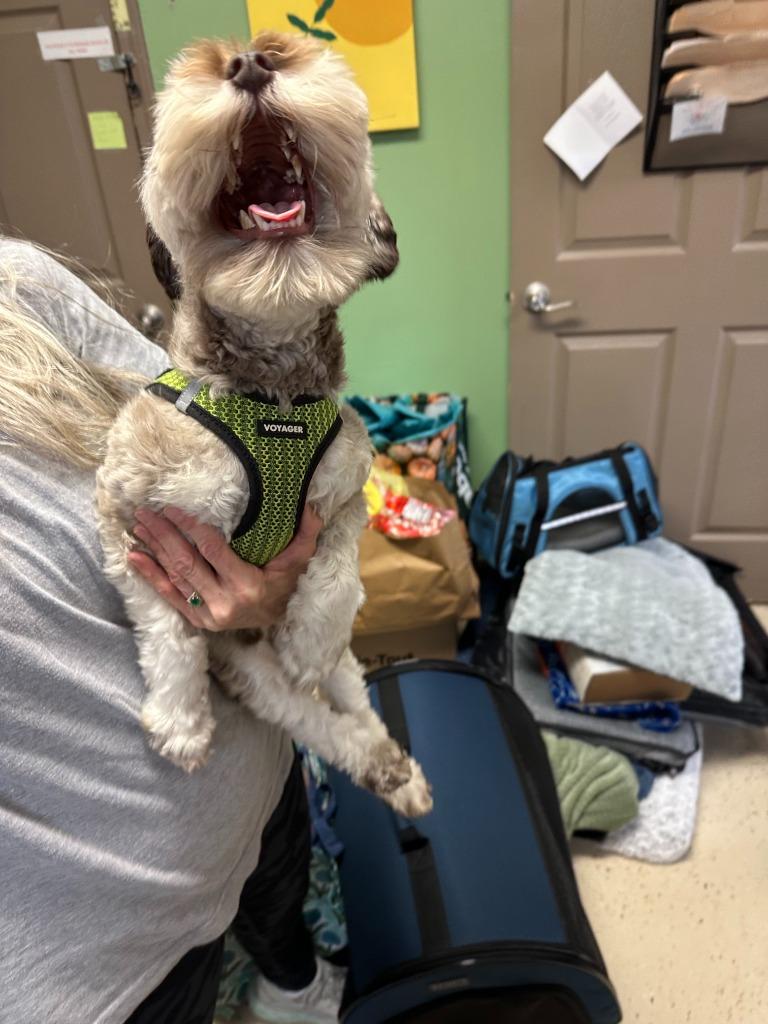 Henry, a Adopted Schnauzer in Blountville, TN image 1/2