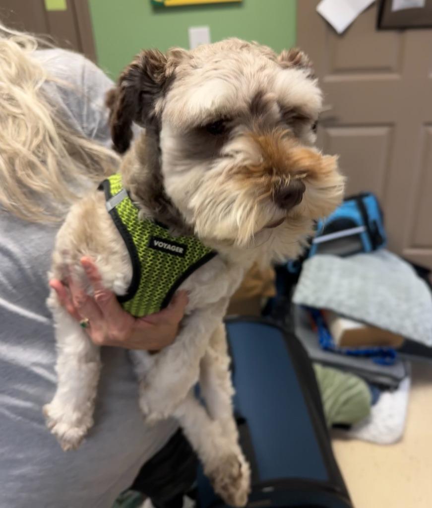 Henry, a Adopted Schnauzer in Blountville, TN image 2/2