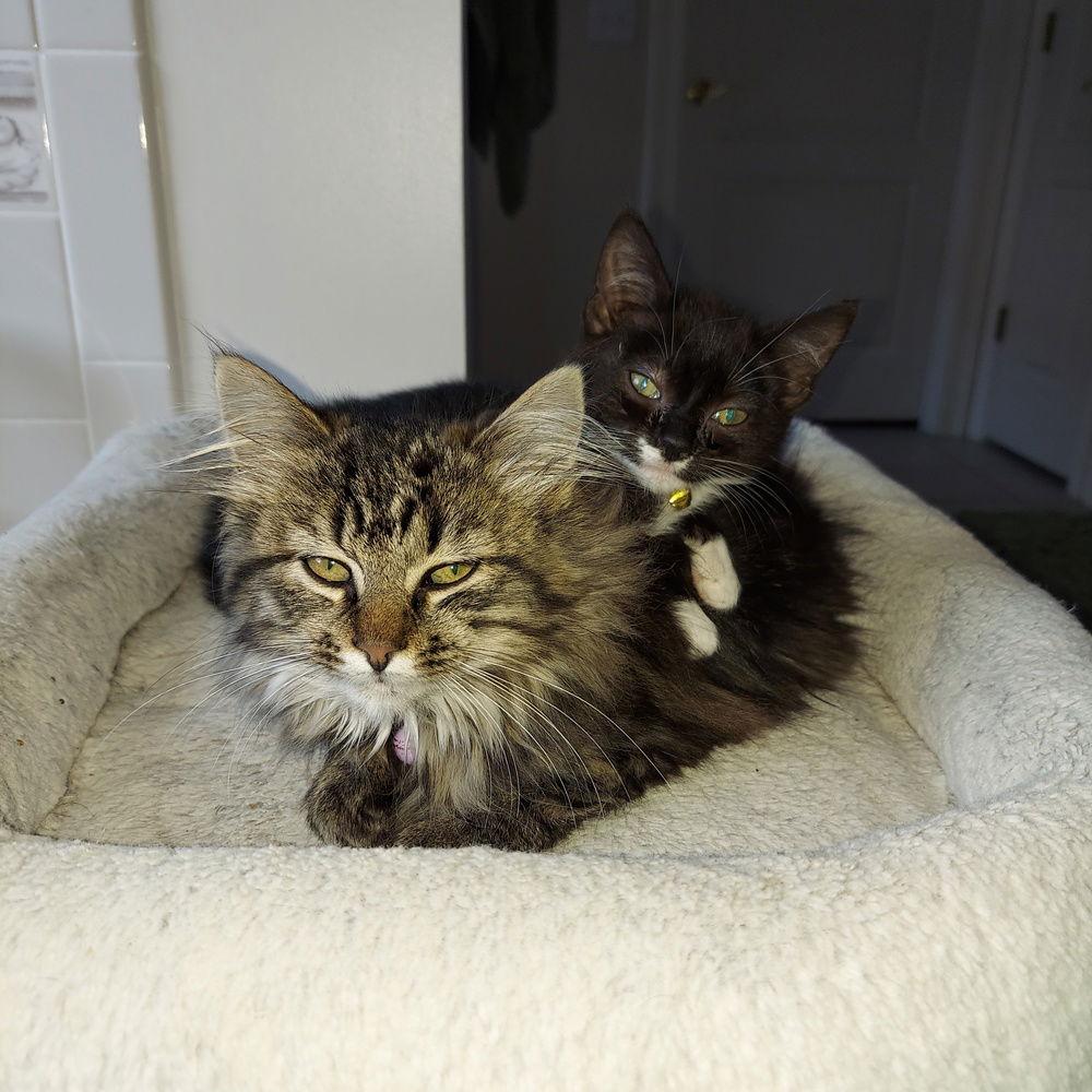 Hyacinth, Adoptable, Young Female Domestic Long Hair & Domestic Short Hair.