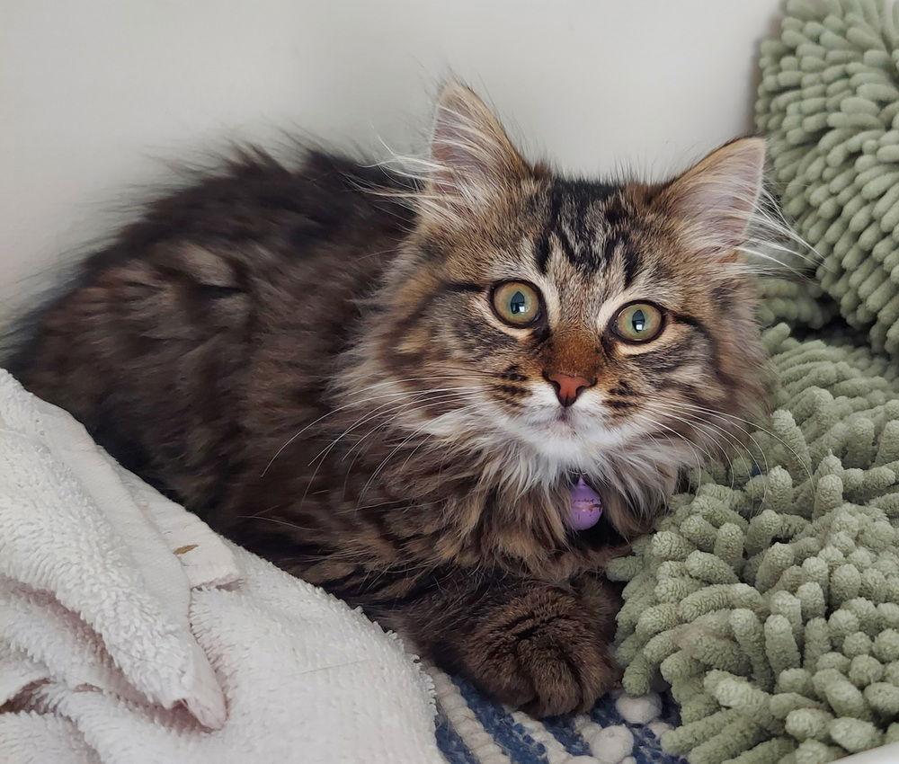 Enlarge Hyacinth, a Adoptable mixed breed in Panama city, FL image 2/2