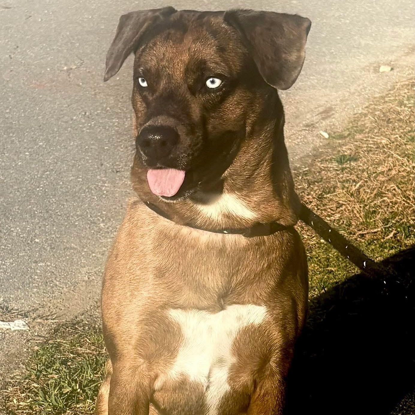 Jayden, an adoptable mixed breed in Cumberland, RI image 5/5