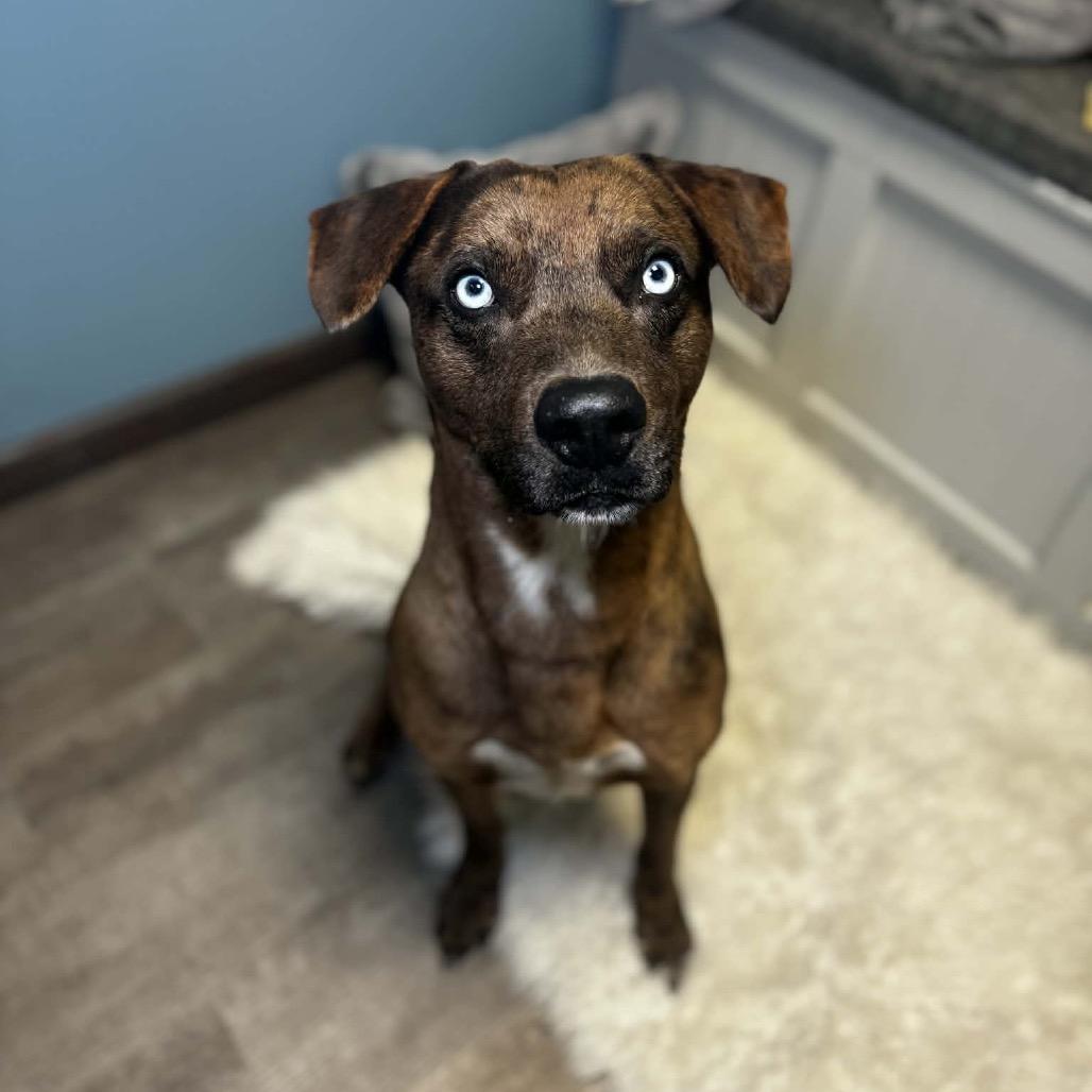 Jayden, an adoptable mixed breed in Cumberland, RI image 3/5
