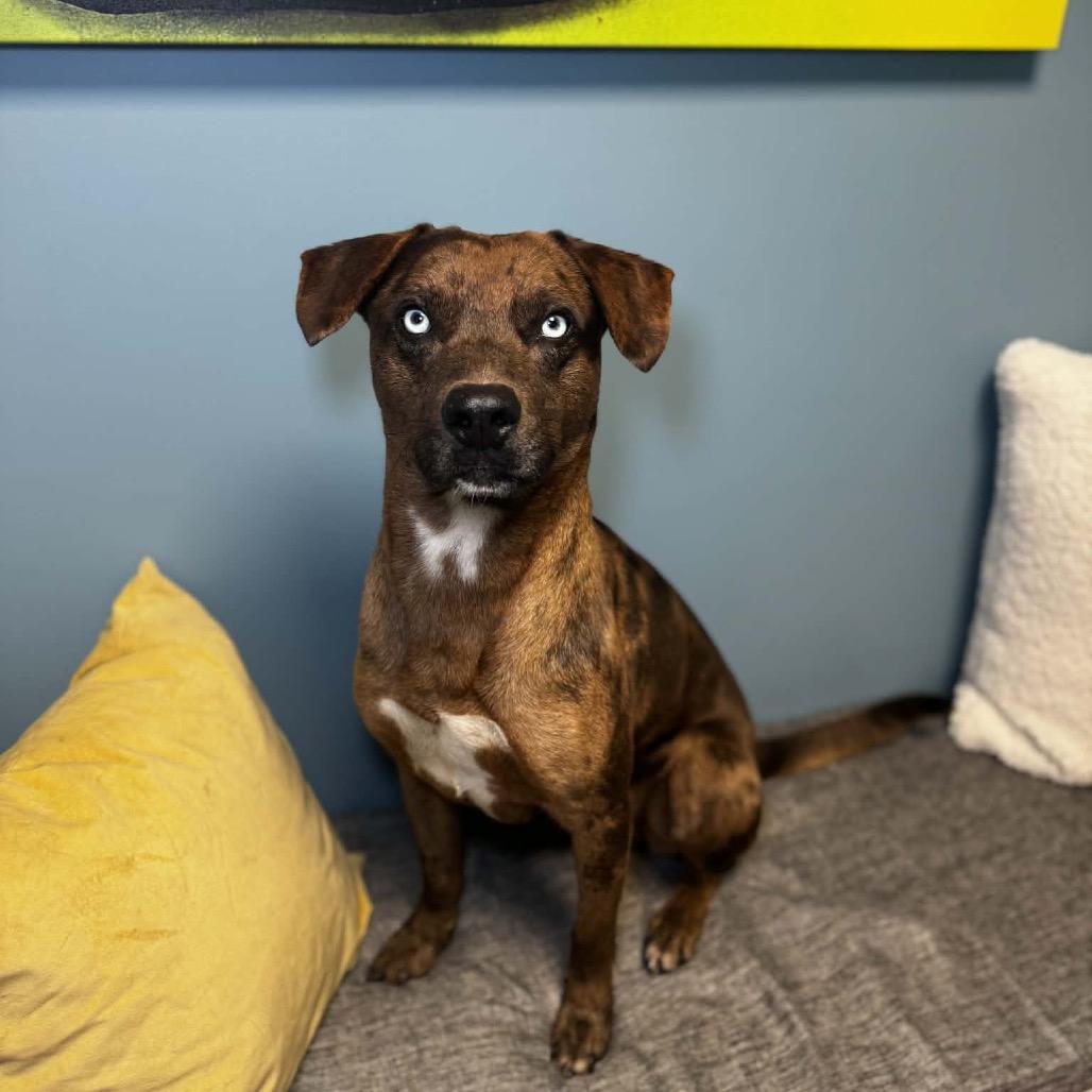 Jayden, an adoptable mixed breed in Cumberland, RI image 2/5