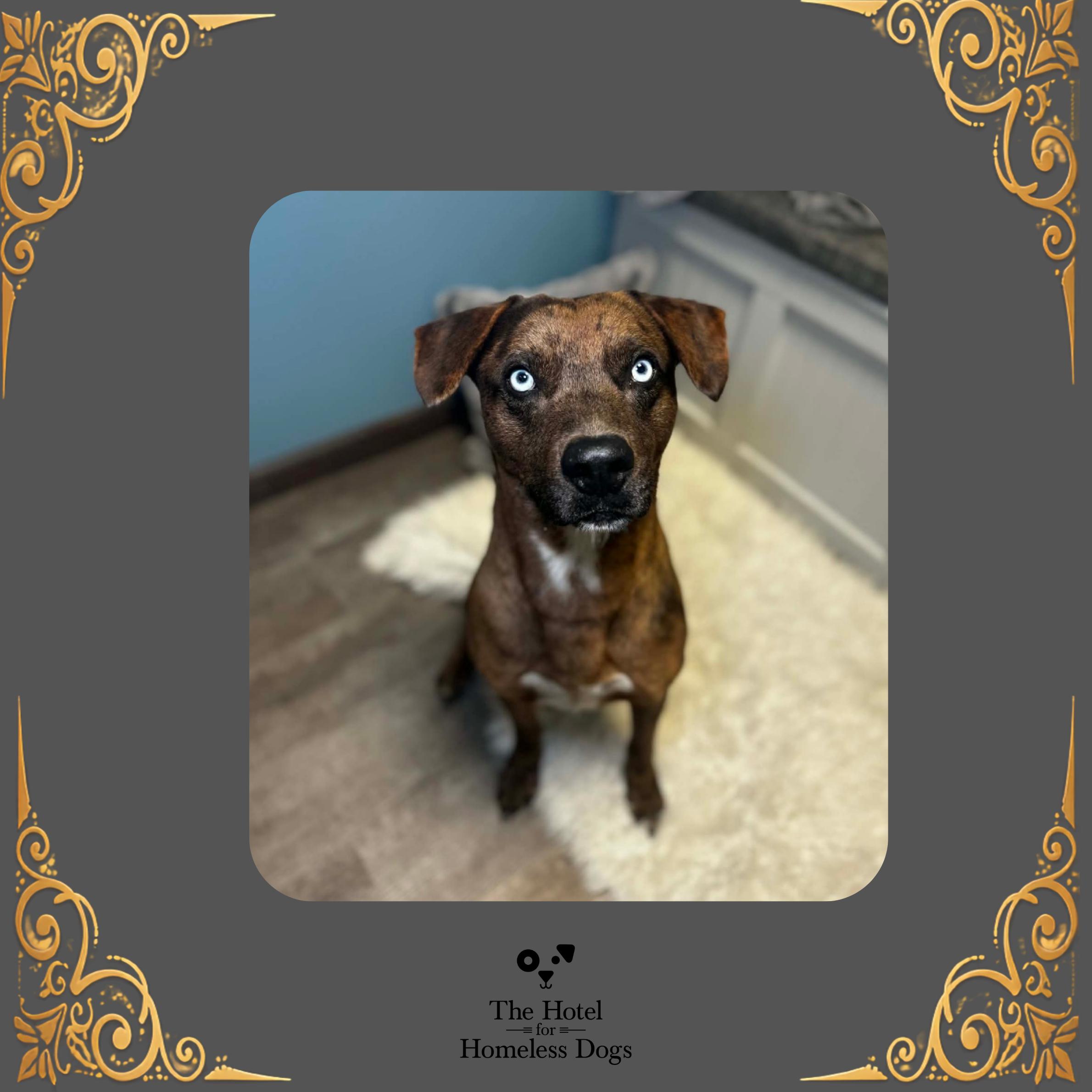 Shadow, Adoptable, Adult Male Catahoula Leopard Dog & American Staffordshire Terrier.