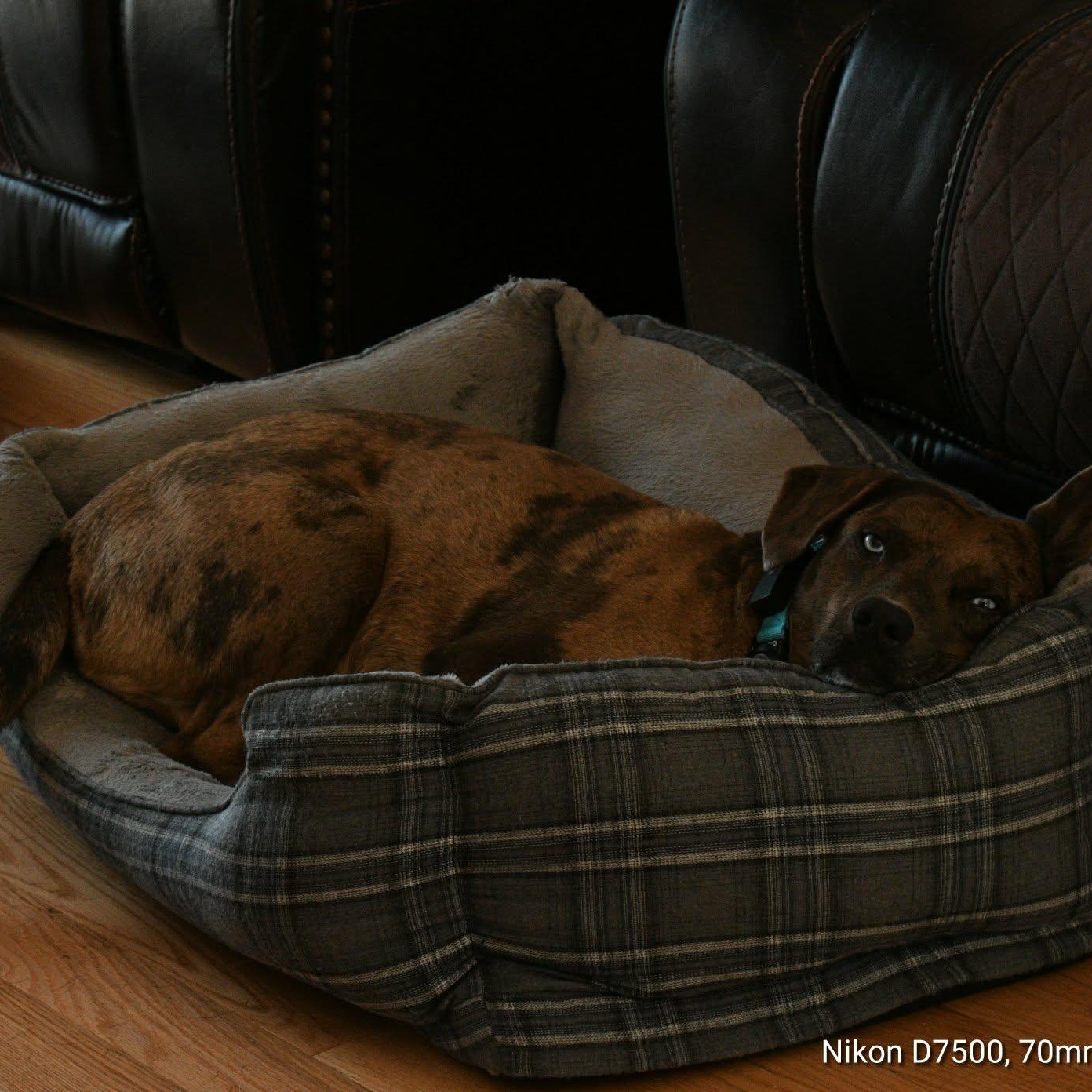 Enlarge Shadow, an adoptable mixed breed in Cumberland, RI image 5/6
