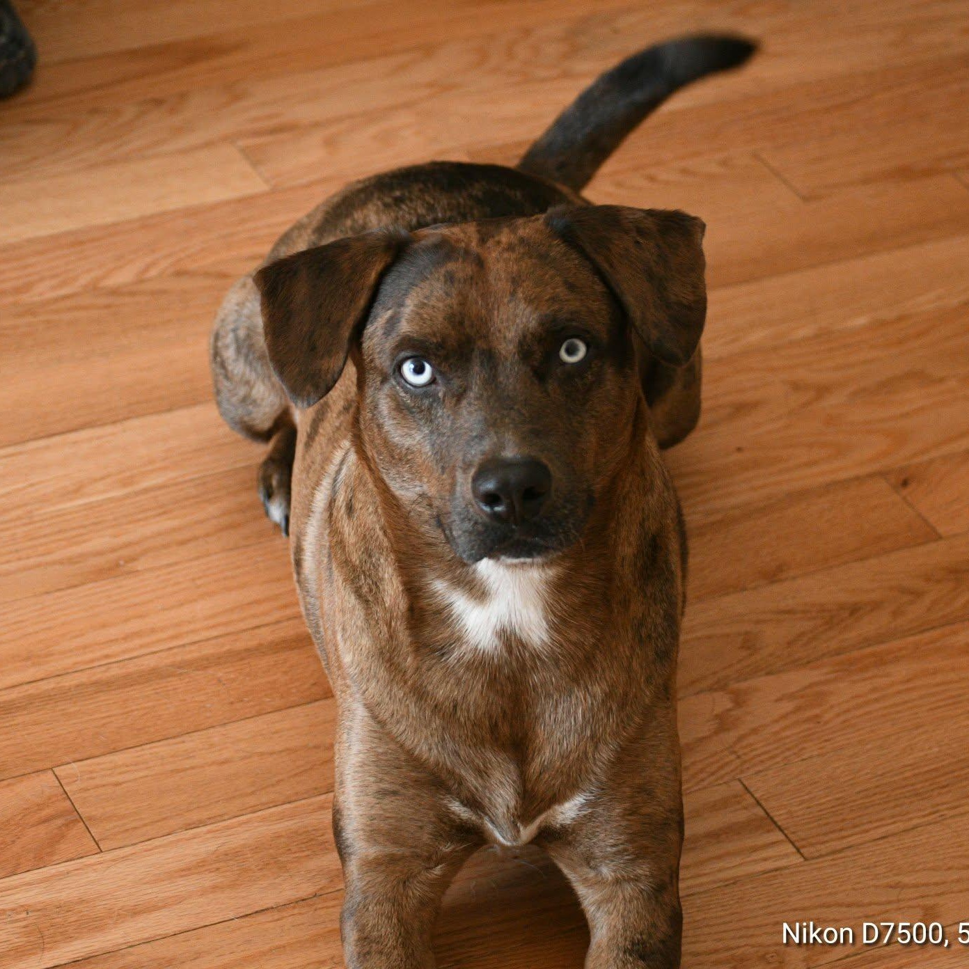 Enlarge Shadow, an adoptable mixed breed in Cumberland, RI image 2/6