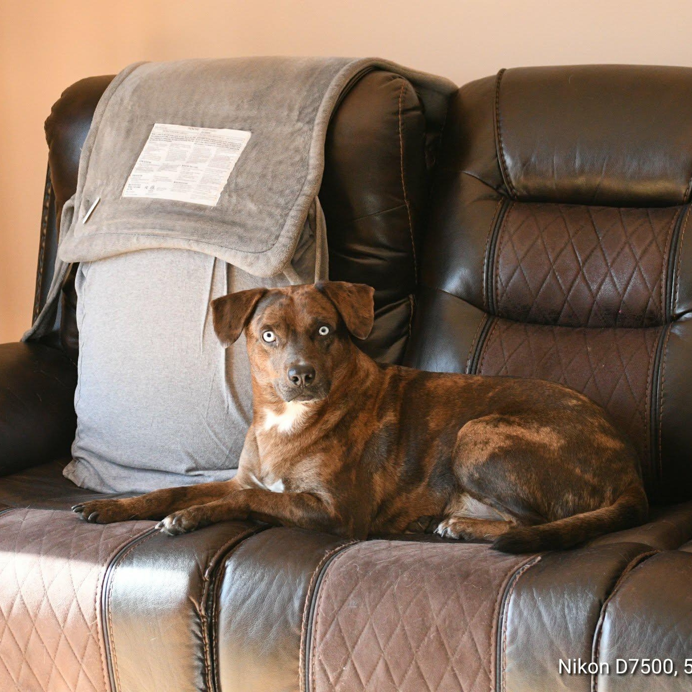 Enlarge Shadow, an adoptable mixed breed in Cumberland, RI image 4/6