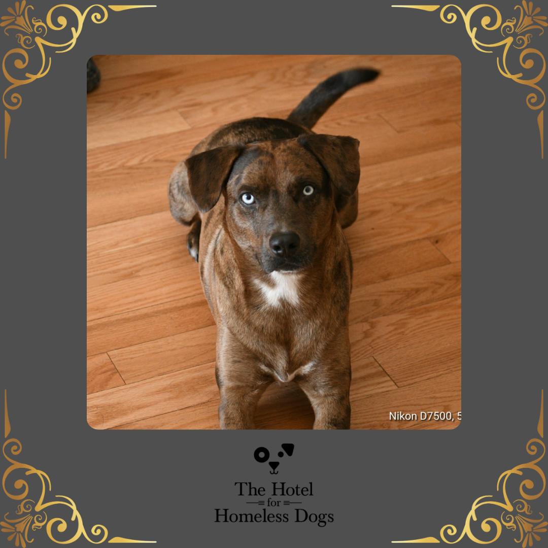 Shadow, adoptable, Adult Male Catahoula Leopard Dog & American Staffordshire Terrier.