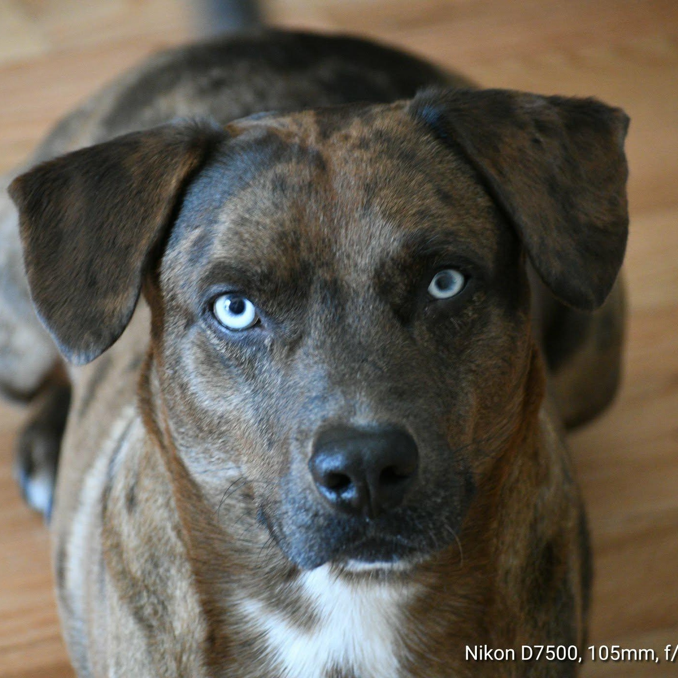 Enlarge Shadow, an adoptable mixed breed in Cumberland, RI image 3/6