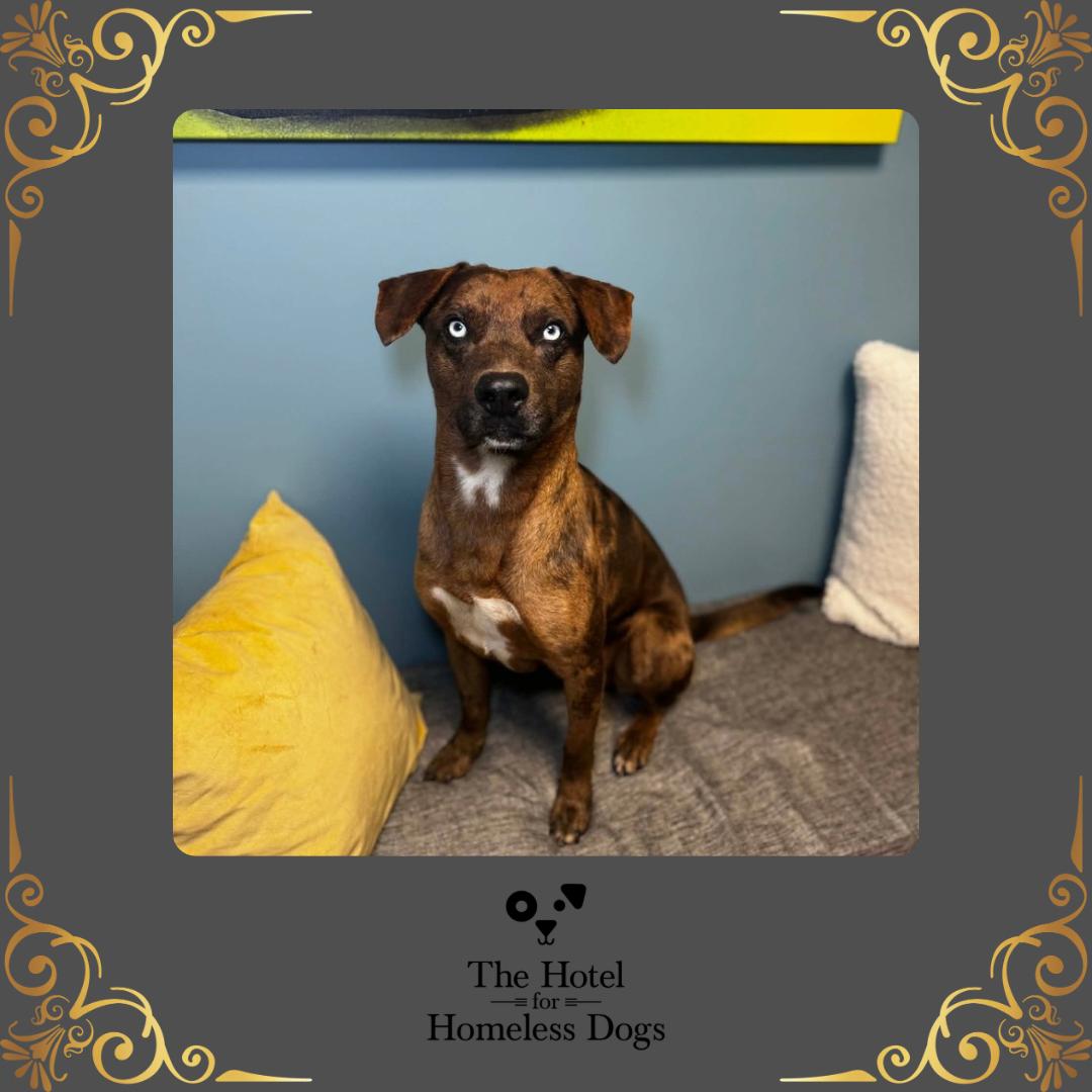 Jayden, an adoptable mixed breed in Cumberland, RI image 1/5