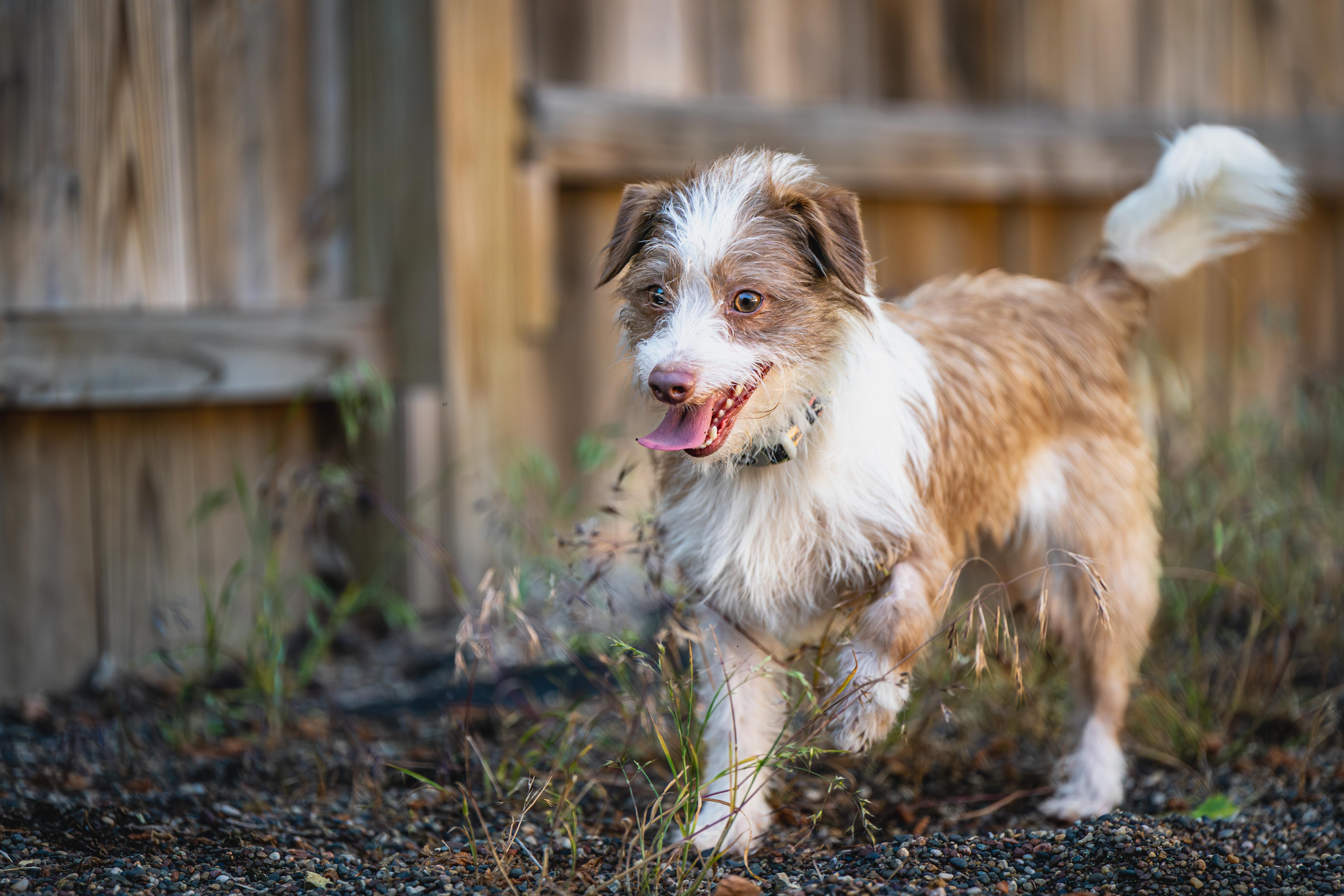 Laverne, adopted, Young Female Chihuahua & Shetland Sheepdog / Sheltie.