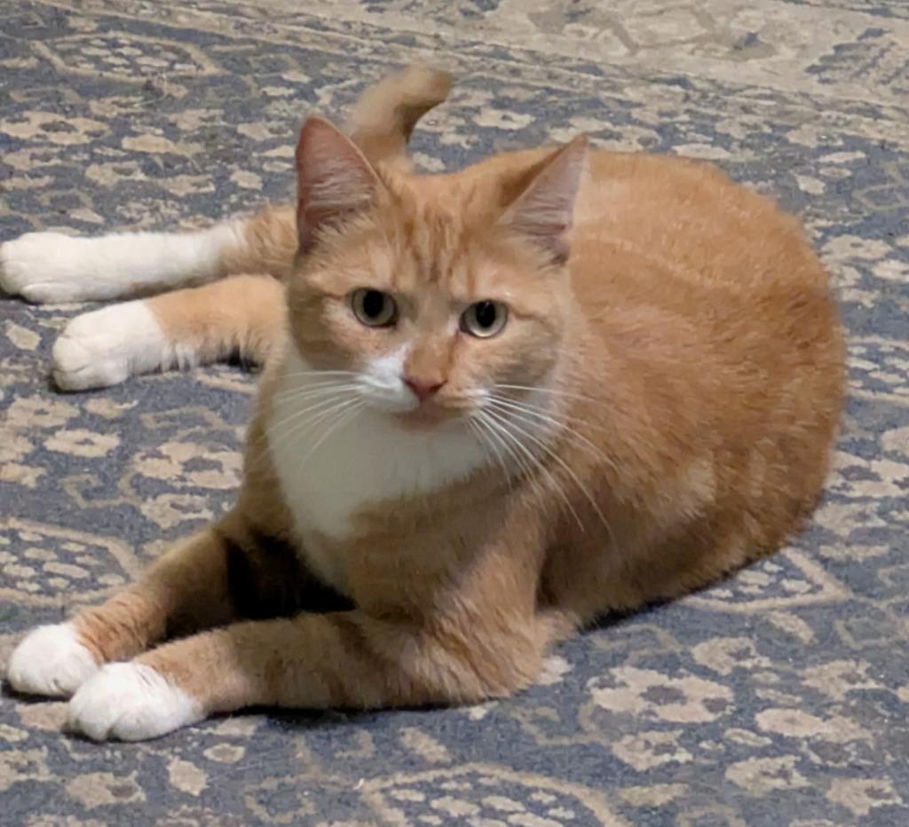Marie Catoinette25F, Adopted, Young Female Domestic Short Hair.