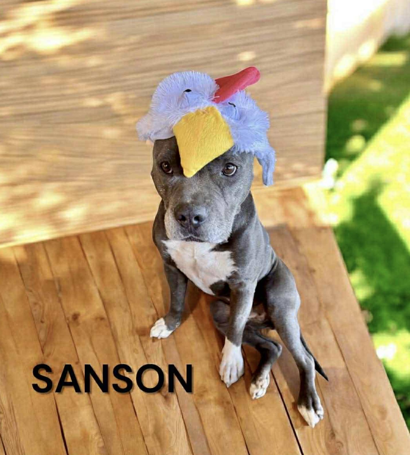 Sanson — thumbnail 5