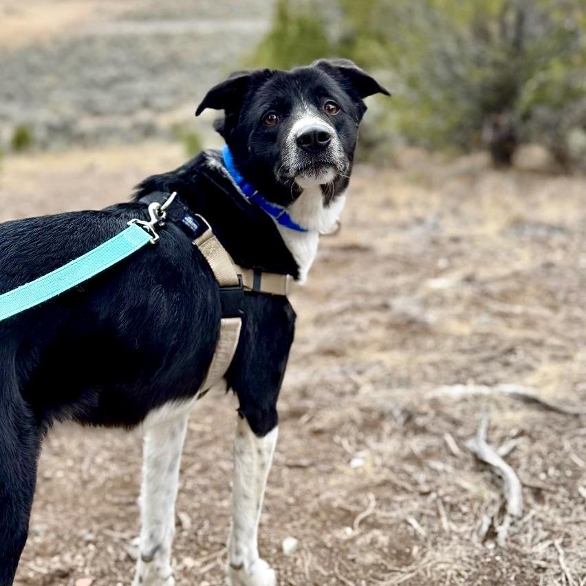 Enlarge Emme, a Adoptable Border Collie in Glenwood Springs, CO image 1/6