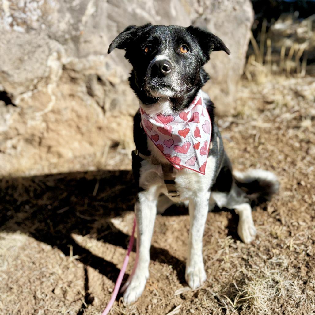 Enlarge Emme, a Adoptable Border Collie in Glenwood Springs, CO image 2/6