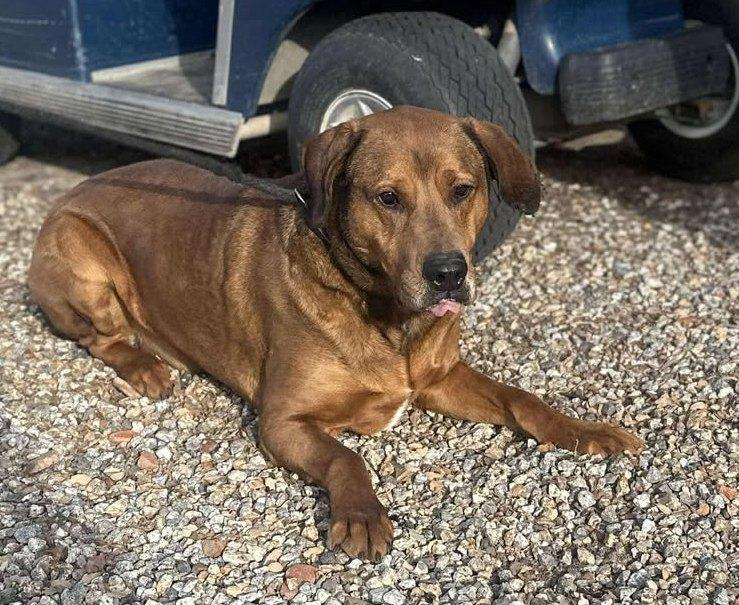 Enlarge Ember & Bailey (bonded pair), a Adoptable mixed breed in Ventura, CA image 6/6