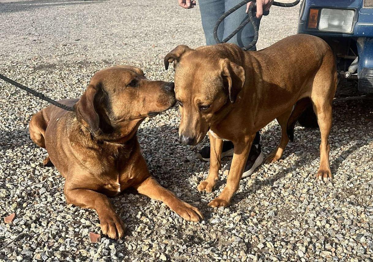 Ember & Bailey (bonded pair), Adoptable, Adult Female Redbone Coonhound.