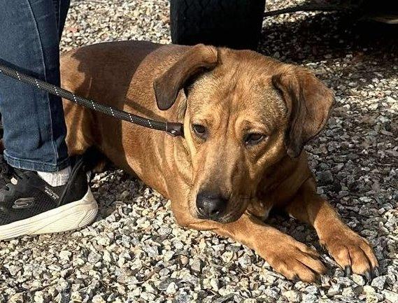 Enlarge Ember & Bailey (bonded pair), a Adoptable mixed breed in Ventura, CA image 5/6
