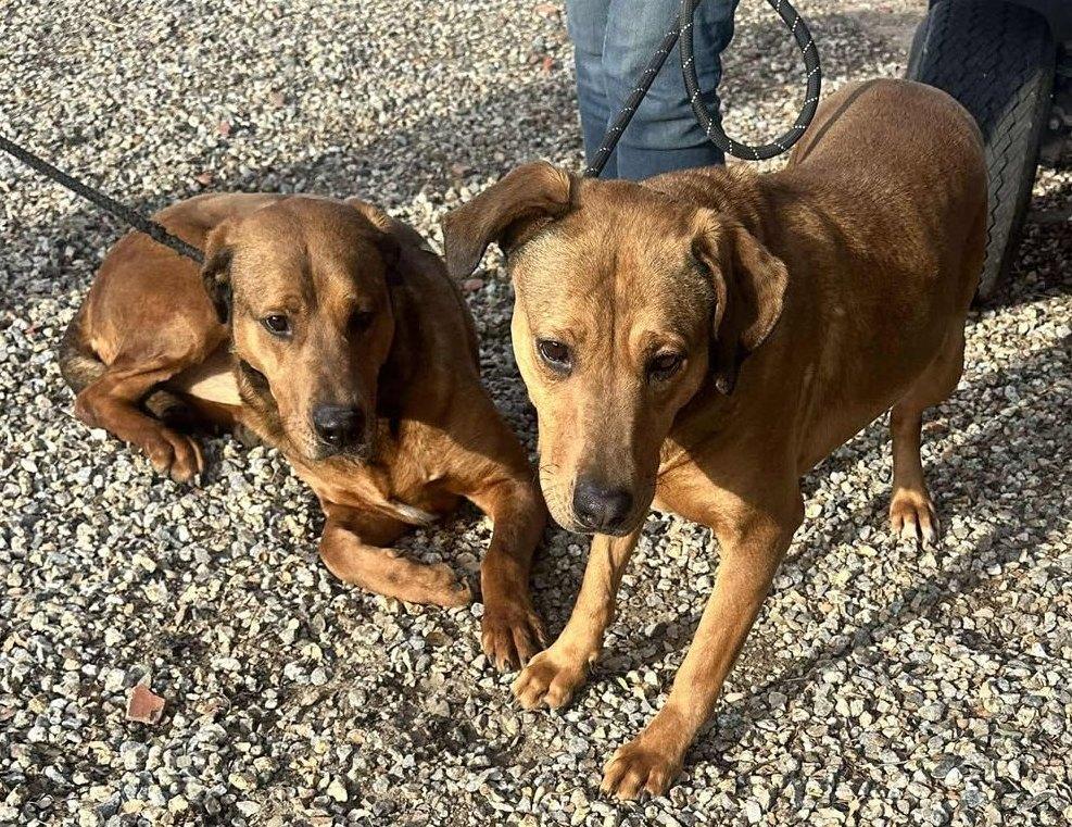 Enlarge Ember & Bailey (bonded pair), a Adoptable mixed breed in Ventura, CA image 4/6