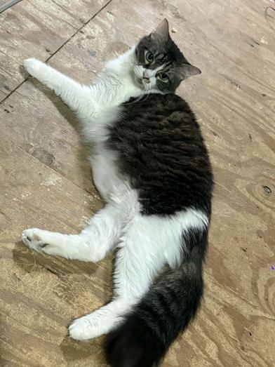 Enlarge Pepper, a Adoptable Domestic Medium Hair in Liverpool, TX image 2/5
