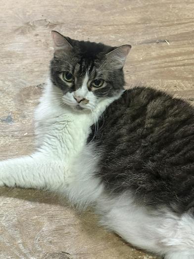 Enlarge Pepper, a Adoptable Domestic Medium Hair in Liverpool, TX image 1/5