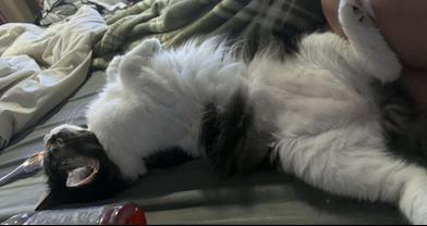 Enlarge Pepper, a Adoptable Domestic Medium Hair in Liverpool, TX image 5/5