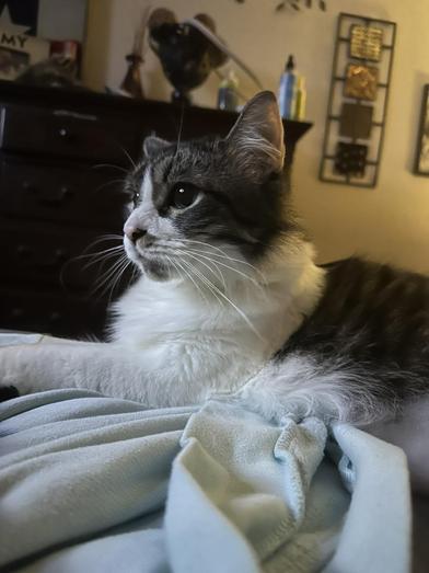 Enlarge Pepper, a Adoptable Domestic Medium Hair in Liverpool, TX image 3/5