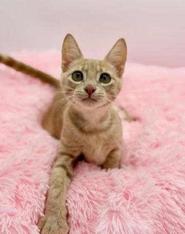 Enlarge Mineko, a Adoptable Domestic Short Hair in Covington, LA image 6/6
