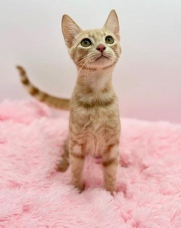 Mineko, Adoptable, Kitten Male Domestic Short Hair.