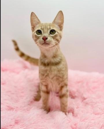 Enlarge Mineko, a Adoptable Domestic Short Hair in Covington, LA image 4/6