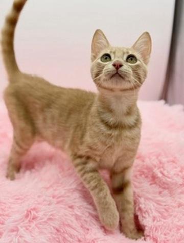 Enlarge Mineko, a Adoptable Domestic Short Hair in Covington, LA image 5/6