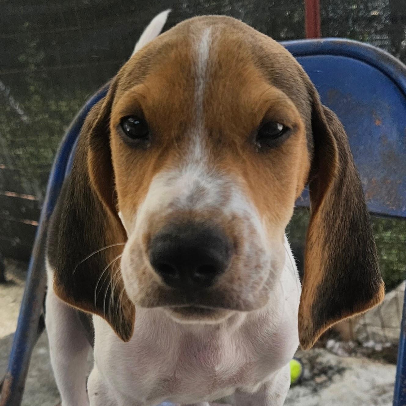 Mackerel Seagull adopted down south, Adopted, Puppy Male Beagle & Coonhound.