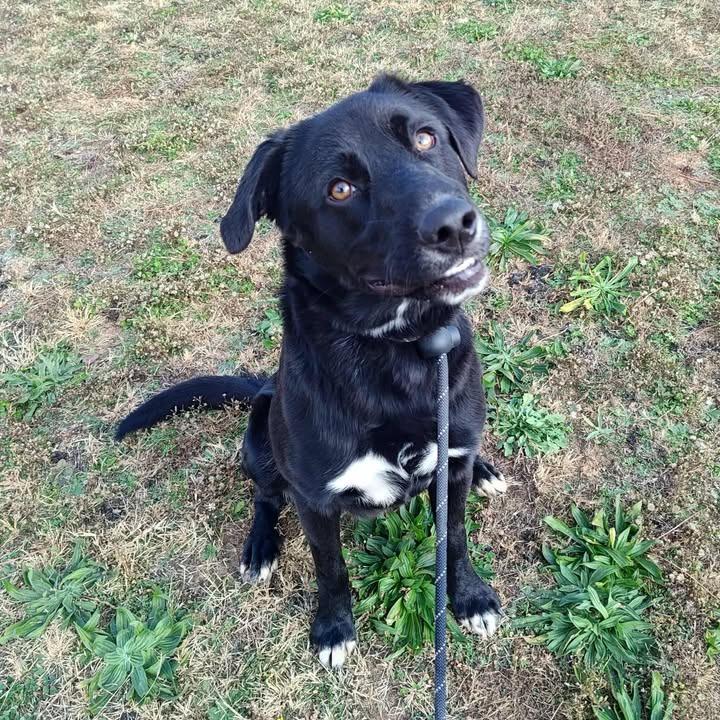 Enlarge McLarty, a Adoptable Labrador Retriever in Springdale, AR image 1/6