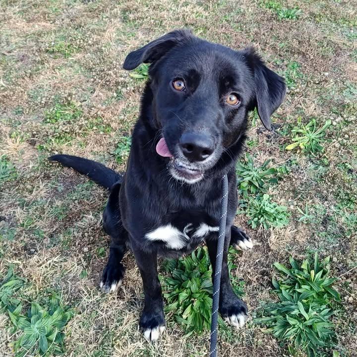 Enlarge McLarty, a Adoptable Labrador Retriever in Springdale, AR image 2/6