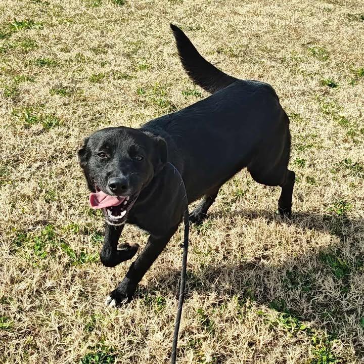 McLarty, Adoptable, Young Male Labrador Retriever.