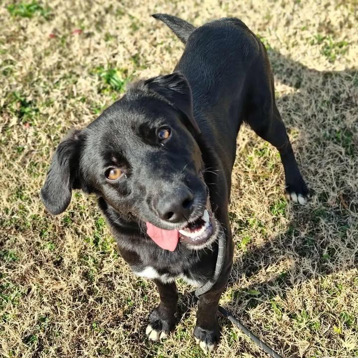 McLarty, a Adoptable Labrador Retriever in Springdale, AR image 2/6