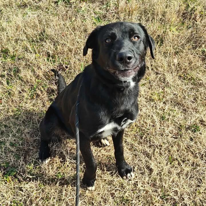 McLarty, a Adoptable Labrador Retriever in Springdale, AR image 5/6
