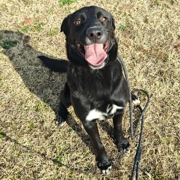 Enlarge McLarty, a Adoptable Labrador Retriever in Springdale, AR image 4/6