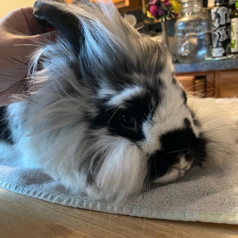Stevie, Adoptable, Senior Male Mini Lop & Lionhead.