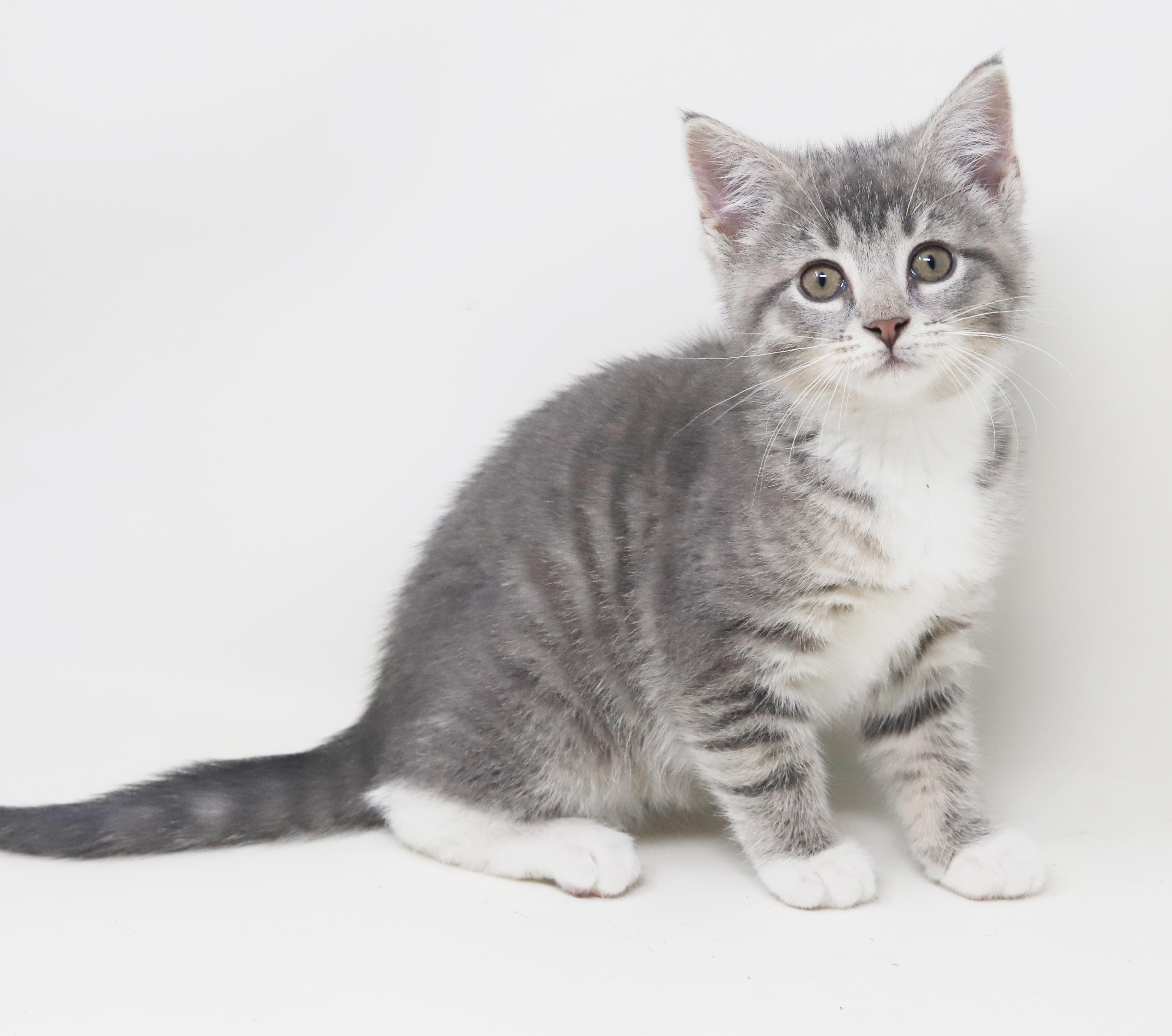 Bell And Doll  thumbnail 5