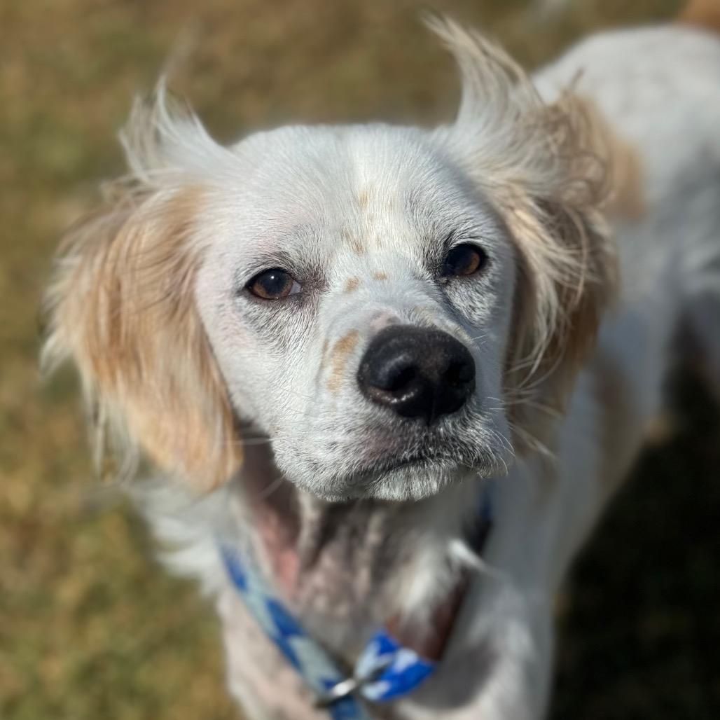 Hero, Adoptable, Adult Male Spaniel.
