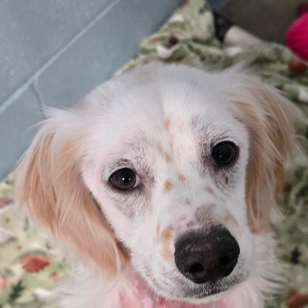 Enlarge Hero, a Adoptable Spaniel in Santa Barbara, CA image 2/5