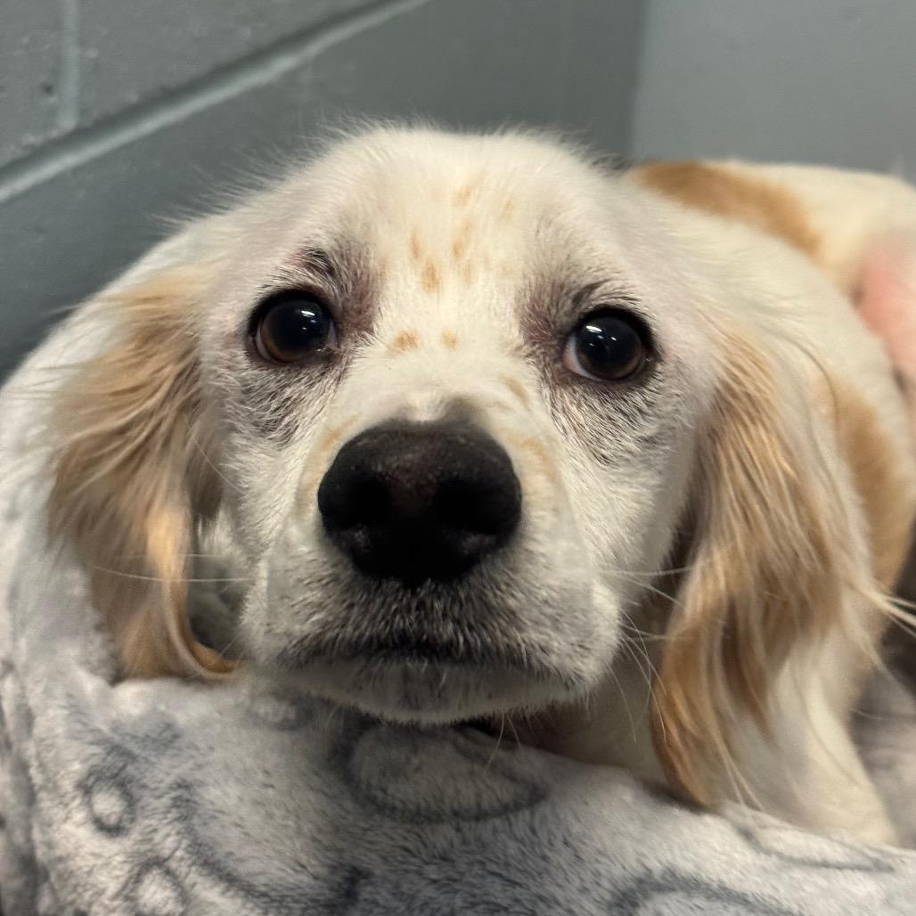 Enlarge Hero, a Adoptable Spaniel in Santa Barbara, CA image 3/5