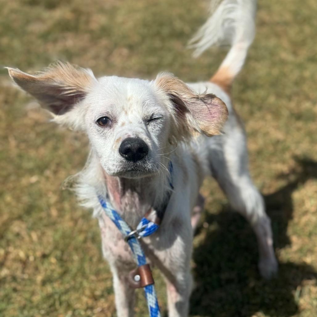 Enlarge Hero, a Adoptable Spaniel in Santa Barbara, CA image 4/5