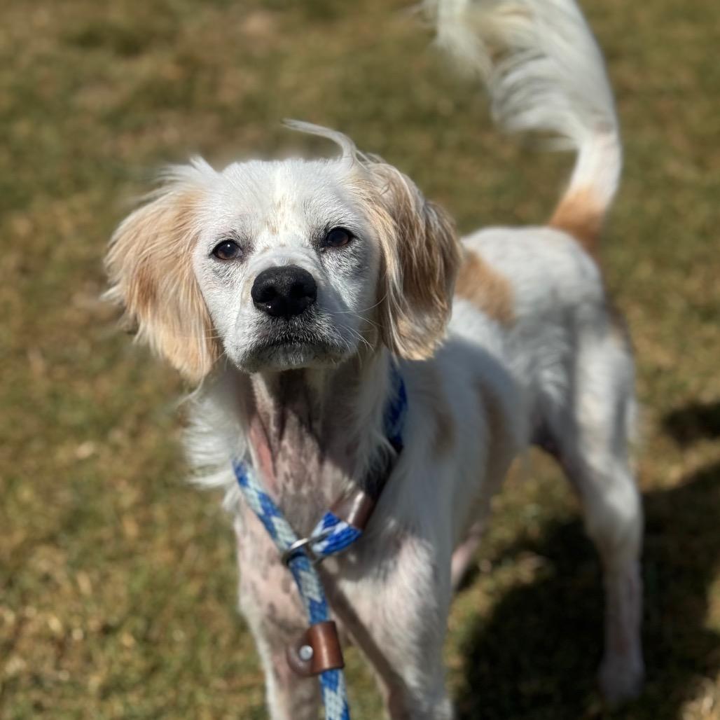 Enlarge Hero, a Adoptable Spaniel in Santa Barbara, CA image 5/5