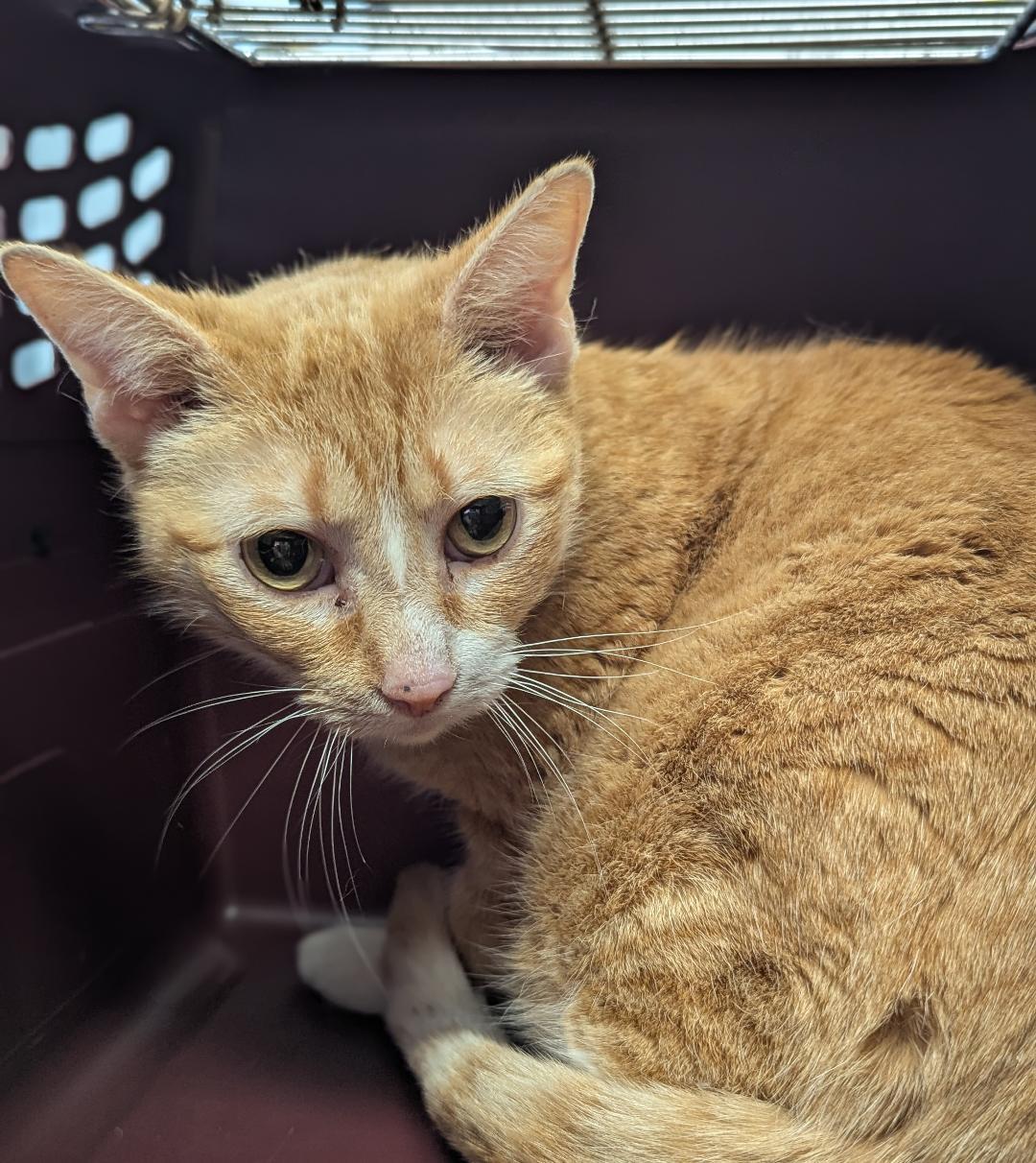 Enlarge Quinn, a ADOPTABLE Domestic Short Hair in Mount Vernon, OH image 1/1